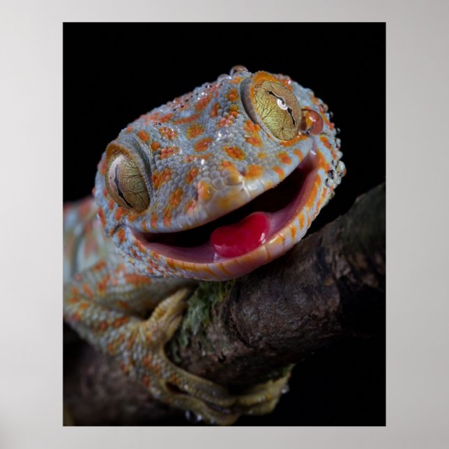 Poster Adorable joyeux tokay gecko (Devant)