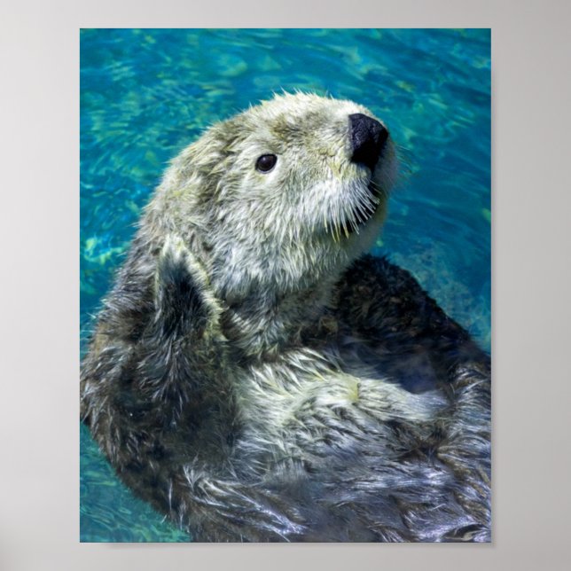 Poster Adorable Otter de mer Mignonne Eau Bleue (Devant)