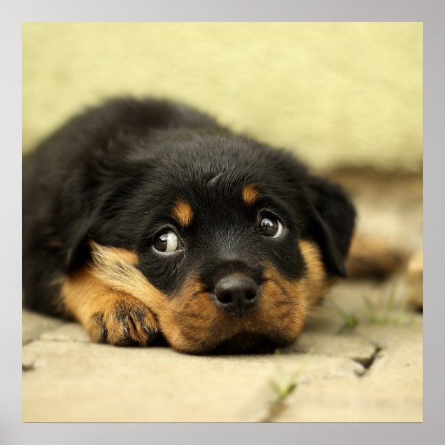 Poster Adorable Rottweiler Puppy (Devant)