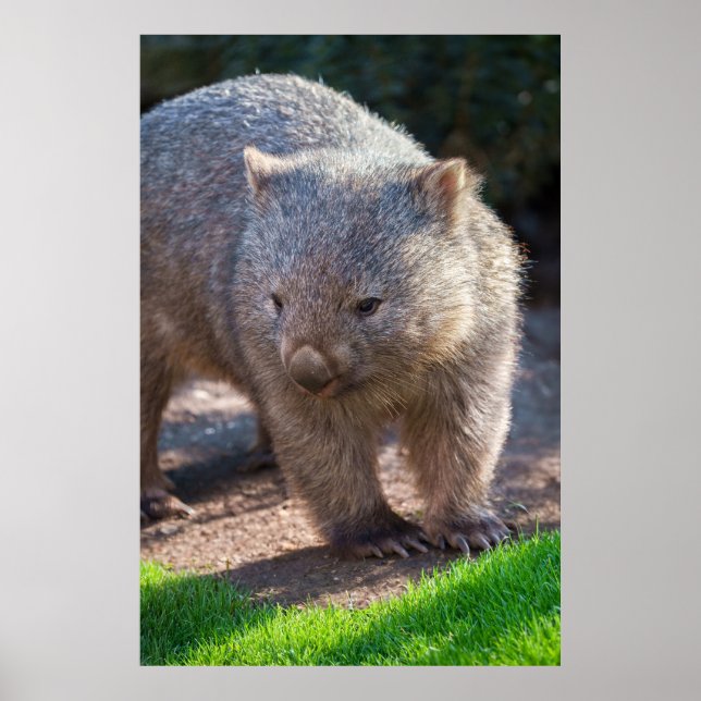 Poster Adorable Wombat (Devant)