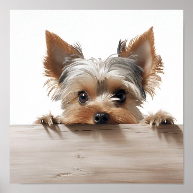 Poster adorable yorkshire terrier photographie (Devant)