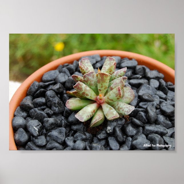 Poster Adromischus, Plante Succulente (Devant)