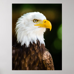 Poster Adulte Patriotique Adulte