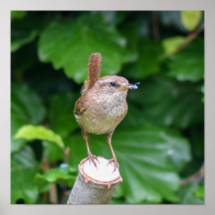 Poster Adulte Wren With A Bug In It's Mouth