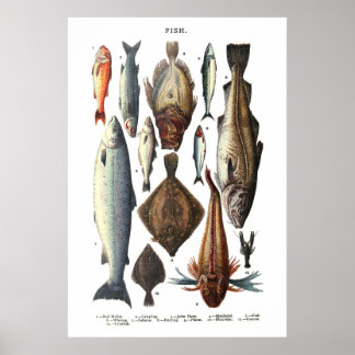 Poster Affichage de différents types de poissons