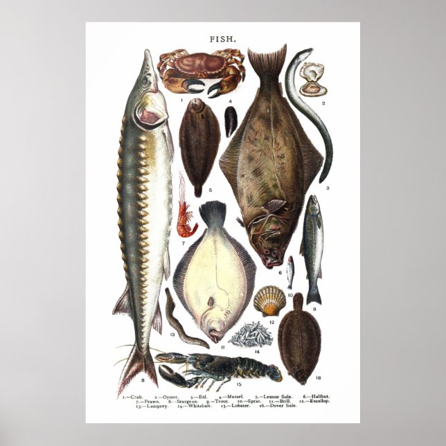 Poster Affichage de différents types de poissons (Devant)
