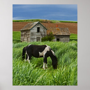 Poster Affichage des chevaux dans un champ de la Palouse 