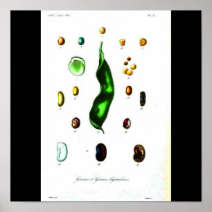 Poster Affiche-Botanicals-Haricots