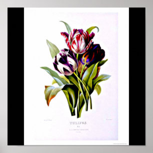 Poster Affiche-Botanicals-Pierre Joseph Redoute 15