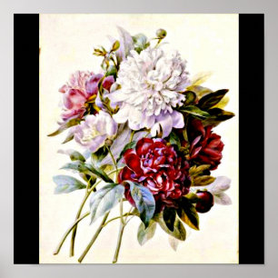 Poster Affiche-Botanicals-Pierre Joseph Redoute 16