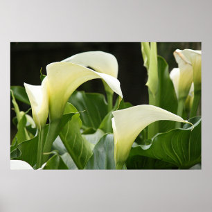 Poster Affiche, CALLA BLANCHE LILIES_ Horiz # 1