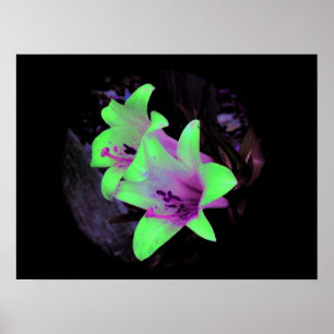 Poster Affiche/copie au néon de photographie de lis