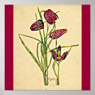Poster Affiche-Cru-Charles Rennie Mackintosh 20