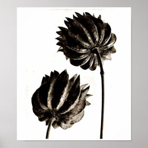 Poster Affiche-Cru Photographie-Karl Blossfeldt 38