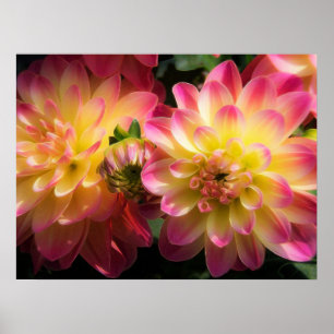 Poster Affiche-Dahlias