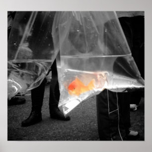 Poster Affiche/image curieuses de poisson rouge