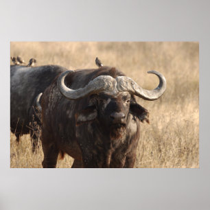 Poster Africa