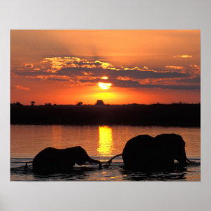 Poster Africa, Botswana, Chobe National Park, Herd of