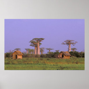 Poster Africa, Madagascar, Morondava. Baobabs