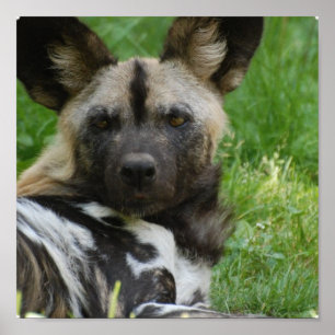 Poster africain Wild Dog