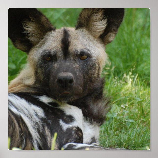 Poster africain Wild Dog (Devant)