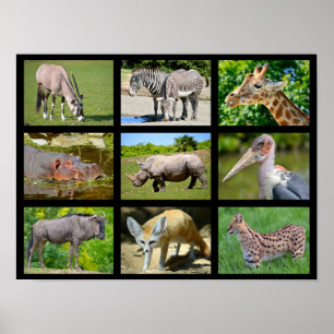 Poster African animals mosaic