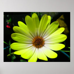 Poster African Daisy Fluorescent Yellow Print