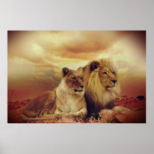 Poster African Lion And Lioness
