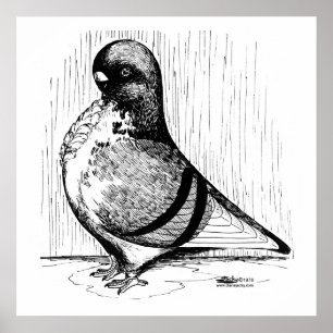 Poster African Owl Pigeon 1978