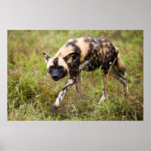 Poster African Wild Dog, Madikwe Game