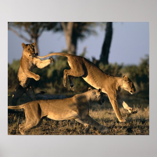 Poster Afrique, Botswana, Parc national de Chobe, Lionnes (Devant)