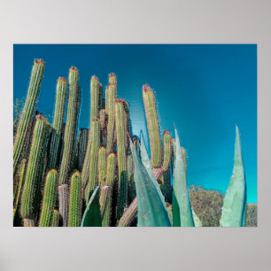 Poster Afrique Désert Cactus Plantes Prickly Pear