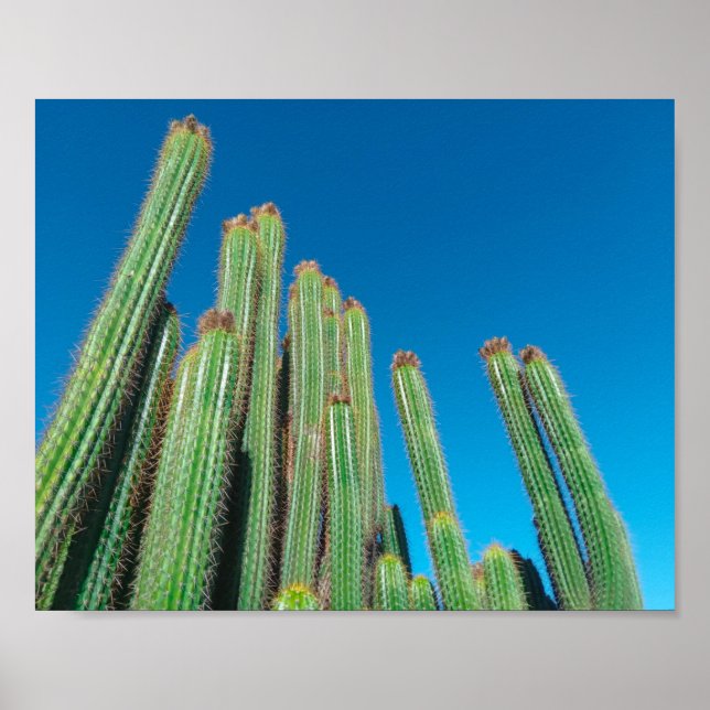 Poster Afrique Désert Paysage Nature Cactus Plantes (Devant)