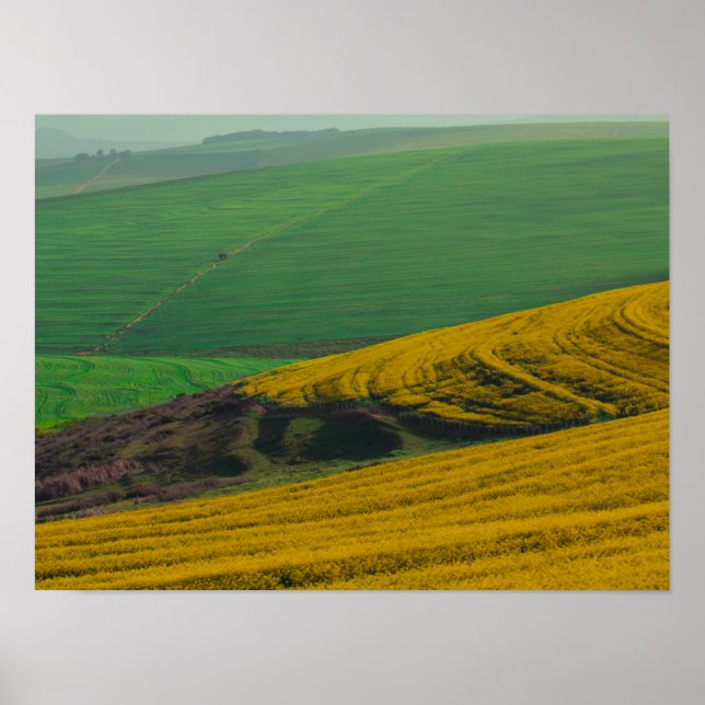 Poster Afrique du Sud Paysage rural Canola Fields (Devant)