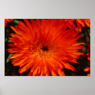 Poster Afrique du Sud Vert Orange Fleurs Succulentes