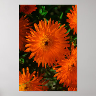 Poster Afrique du Sud Vert Orange Fleurs Succulentes