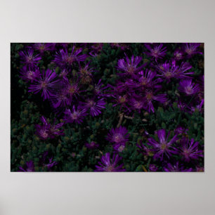 Poster Afrique du Sud Vert pourpre Fleurs Succulentes