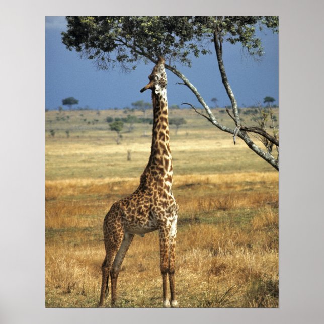 Poster Afrique, Kenya, Amboseli NP. A Common, ou Masai, (Devant)