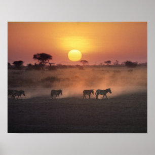 Poster Afrique, Kenya, Amboseli NP. Zèbres marchent vers