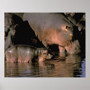 Poster Afrique, Kenya, Masai Mara. Hippopotames communs