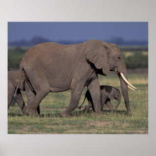 Poster Afrique, Kenya, Parc national d'Amboseli. Africain