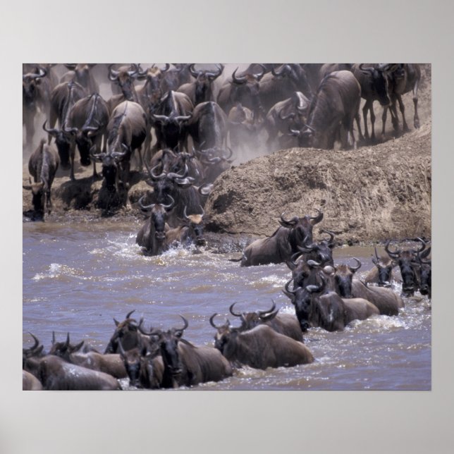 Poster Afrique, Kenya, Parc national du Masaï Mara. (Devant)