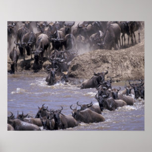 Poster Afrique, Kenya, Parc national Masai Mara.