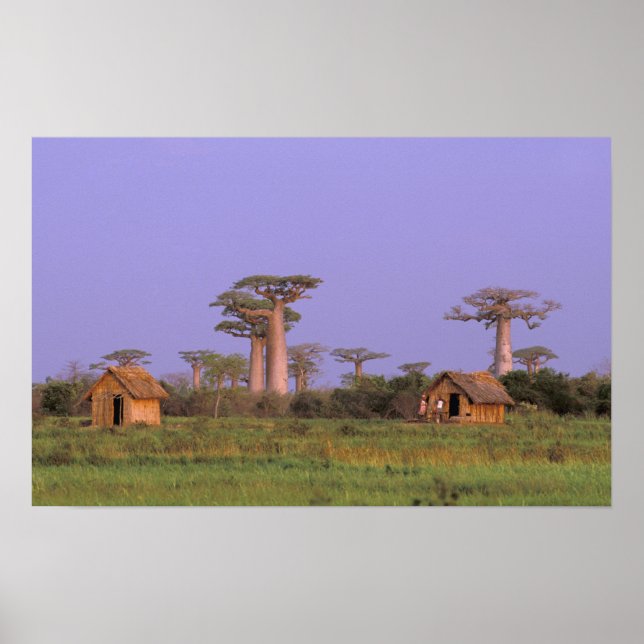 Poster Afrique, Madagascar, Morondava. Baobabs (Devant)