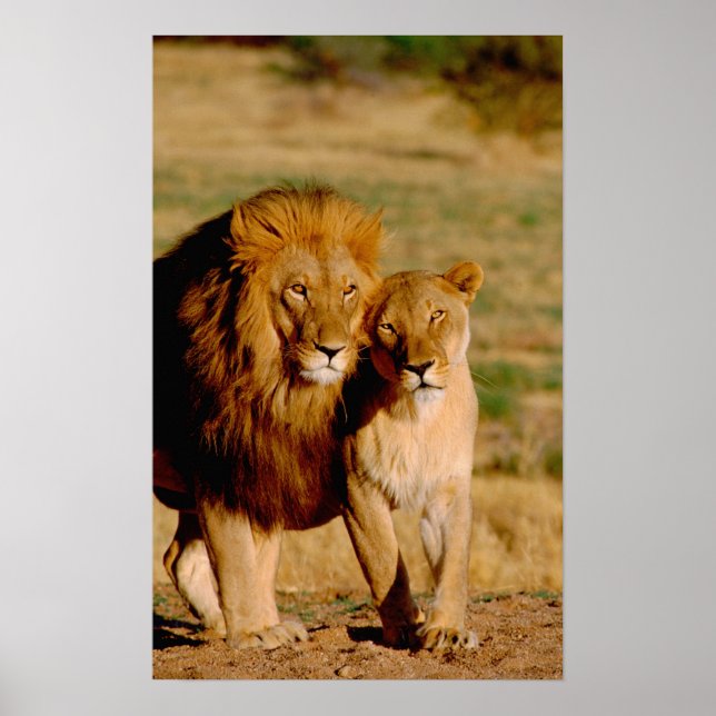 Poster Afrique, Namibie, Okonjima. Lion & Lion (Devant)