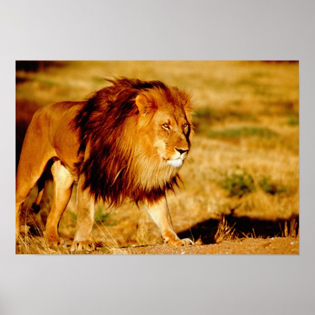 Poster Afrique, Namibie, Okonjima. Lion mâle solitaire. (Devant)