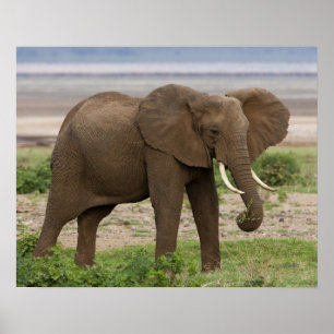 Poster Afrique. Tanzanie. Éléphant au lac Manyara NP.