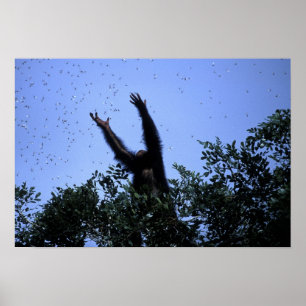 Poster Afrique, Tanzanie, Glitter atteint en vol