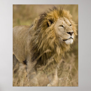 Poster Afrique. Tanzanie. Lion mâle à Ngorongoro