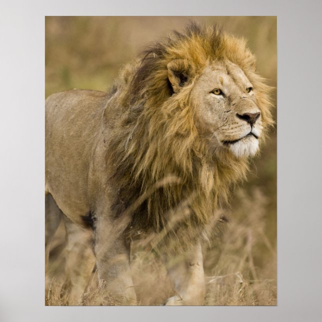Poster Afrique. Tanzanie. Lion mâle à Ngorongoro (Devant)